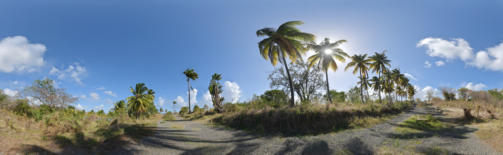 Preview palmen mit weg Martinique.jpg